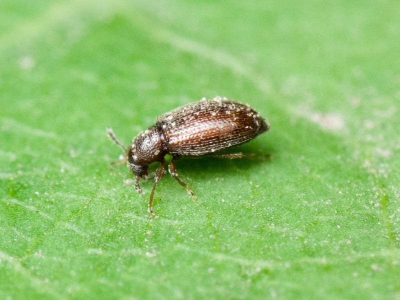 Cortinicara gibbosa (Herbst, 1793)